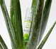 EasyGlide Aloe Vera Waterbasis Glijmiddel - 30ml_